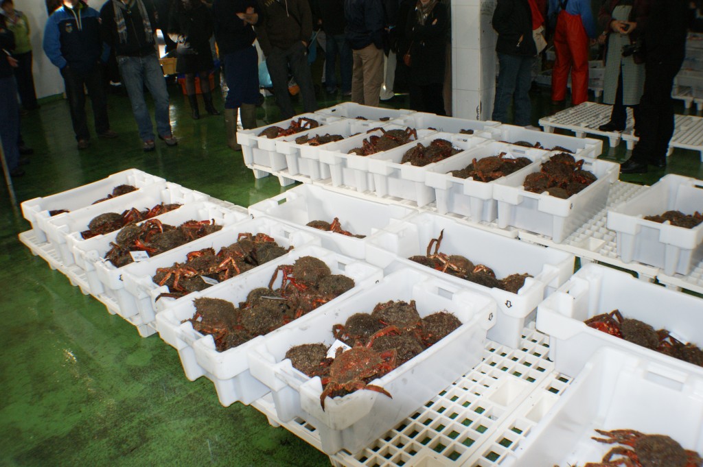 subasta de marisco en galicia