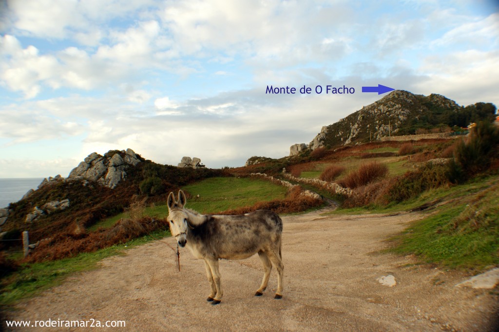 burro en cabo home con flecha y letra 1024x681 - Cabo Home. Monte de O Facho (Restos arqueológicos y vistas espectaculares). Costa de la Vela 3ª parte.